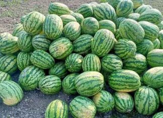 ৫০ হাজার খরচে তরমুজ চাষে আয় আড়াই লাখ টাকা