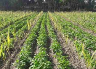 ঈশ্বরদীতে মিশ্র চাষে লাভবান কৃষকরা!