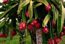 গুণে ভরা ড্রাগন ফলঃ জেনে নিন উপকারিতা