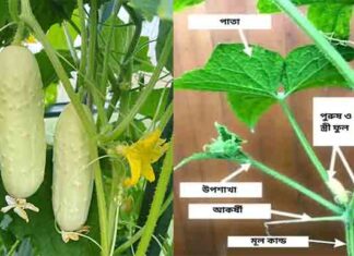 শসা গাছ প্রুনিং করার নিয়ম