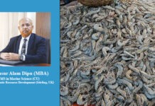 Right Probiotic Selection for Shrimp Farming