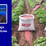 আলু চাষে সারের গুরুত্ব এবং সংকটে করণীয়
